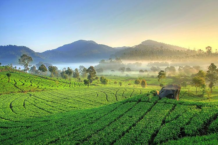 Perkebunan teh di Kecamatan Rancabali, Kabupaten Bandung (Wikimedia Commons)